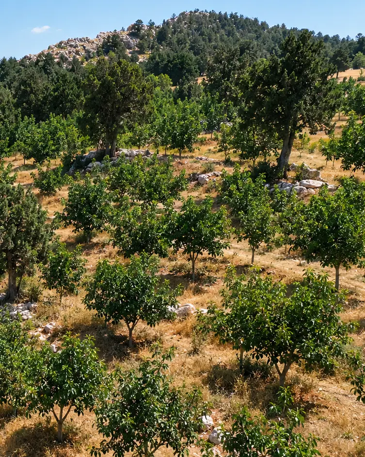 Ceviz sıralarının üst kısmında yaşlı, koyu yeşil doğal ardıç ağaçları