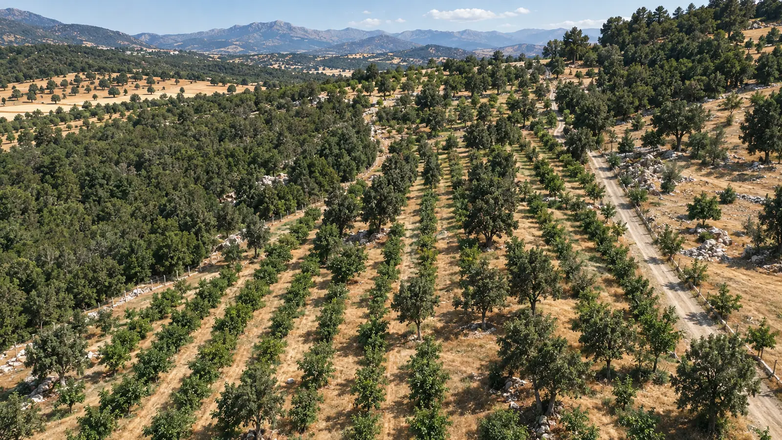 Havadan panorama: vadi boyunca uzanan düzenli ceviz sıraları, sağda toprak yol, arkada doğal orman ve dağlar