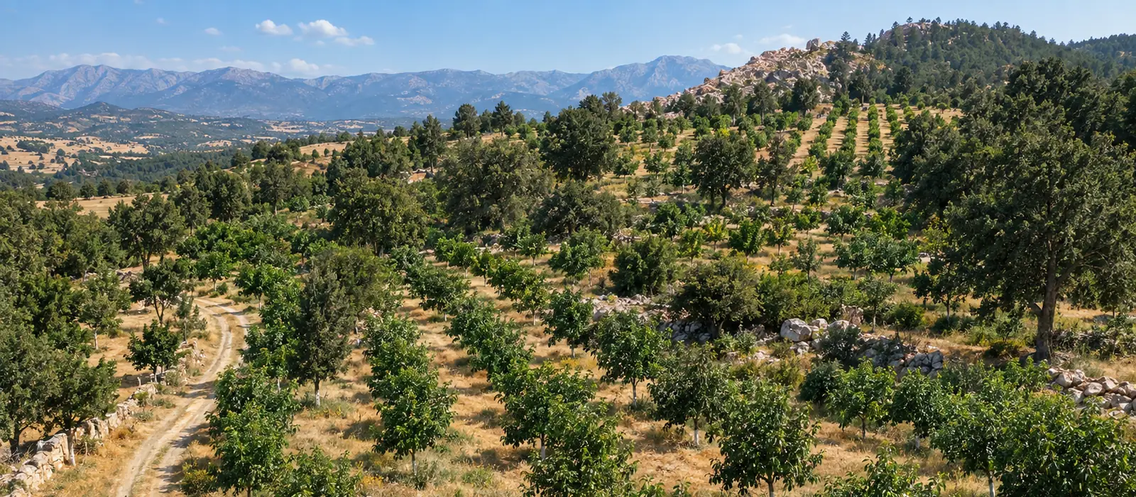Seydikemer yaylasında, arkasında dağ sıraları olan yamaçta sıra sıra genç ceviz ağaçları ve aralarından geçen toprak yol
