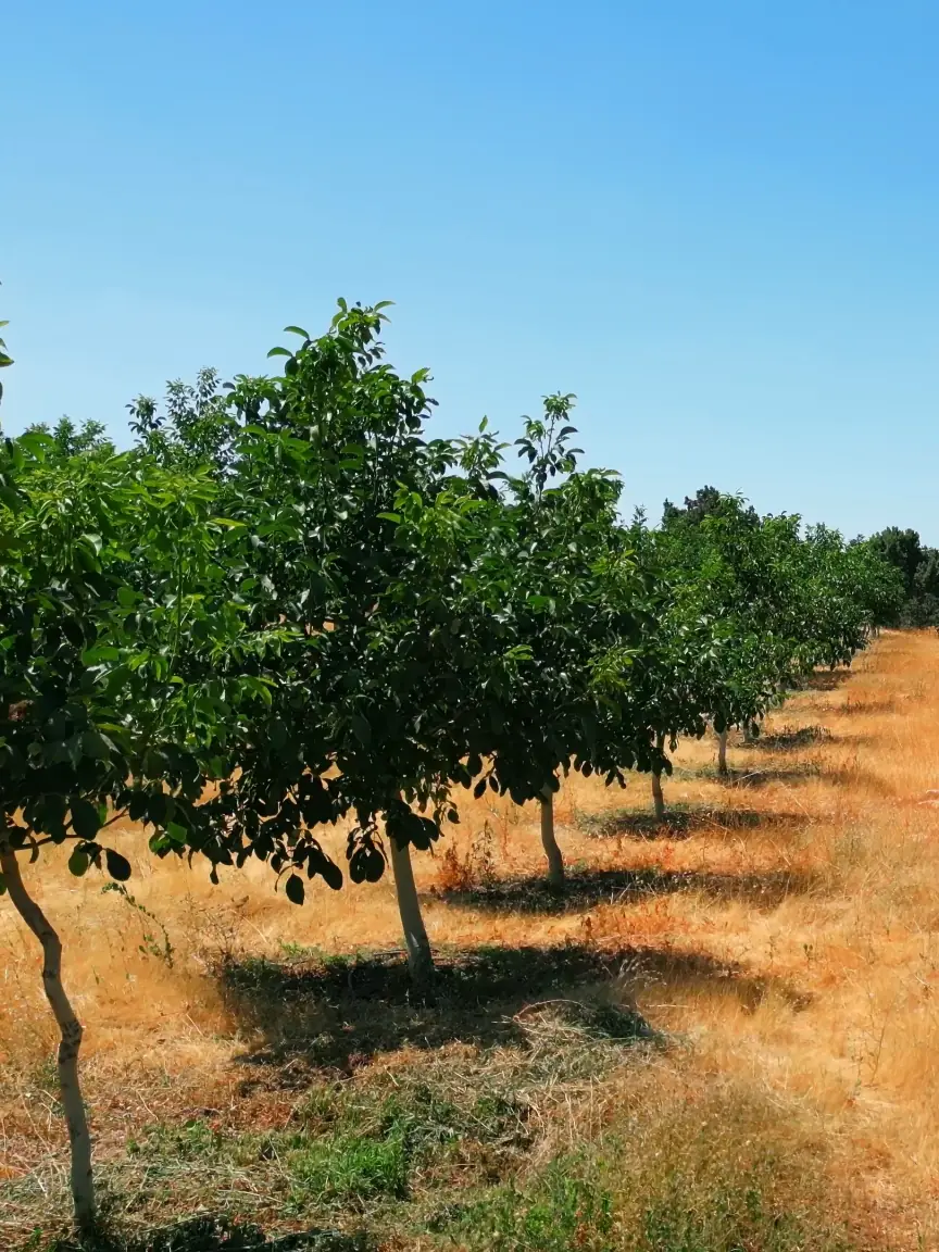 Kuru yaz otları arasında yan yana dizilmiş ceviz ağaçları ve yanlarında yaşlı bir ardıç