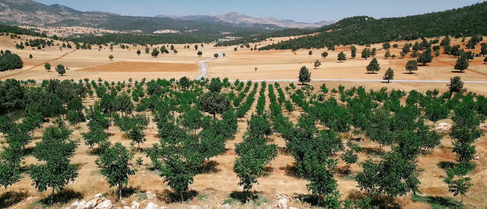Yayla düzlüğü, dağınık ağaçlar ve ufukta dağ sıraları; önde ceviz ağaçları ve kayalar