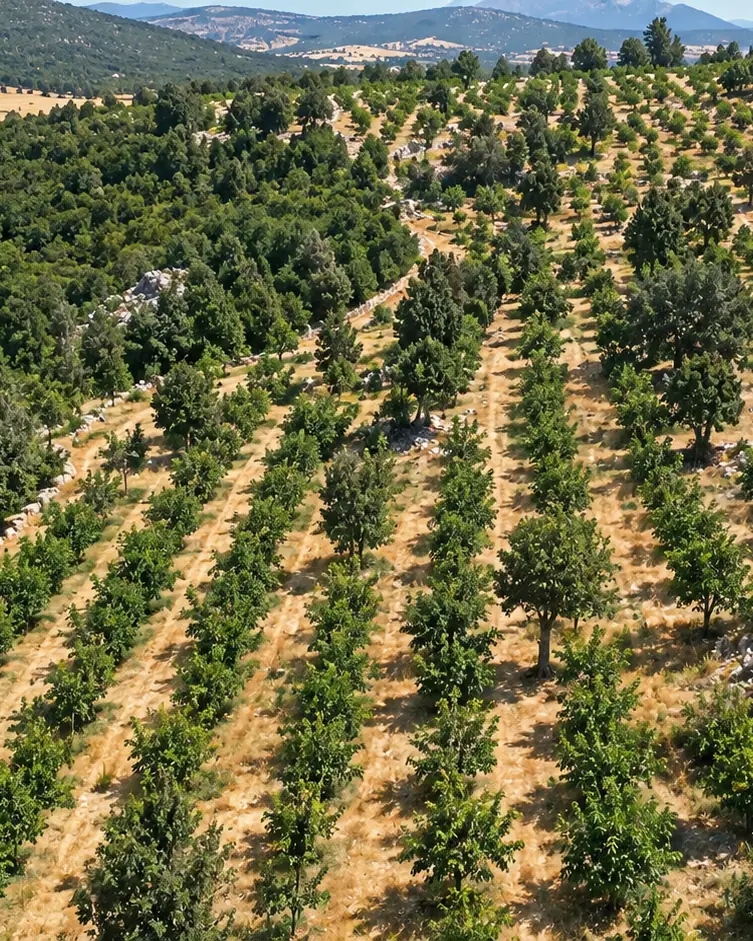 Havadan görünüm: yamaca paralel teras sıralarında büyüyen ceviz ağaçları