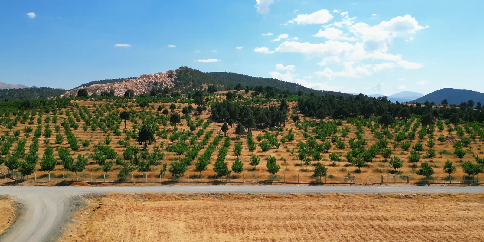 Bahçenin önünden geçen yayla yolu, arkasında ceviz sıraları ve kayalık tepe